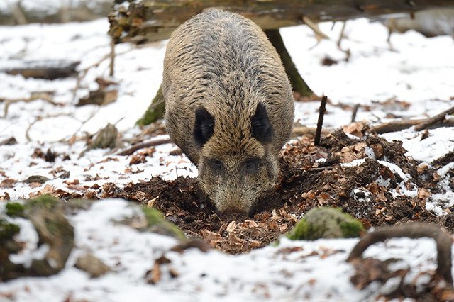 Стая диких кабанов погибла в нефтяной луже в Курганской области