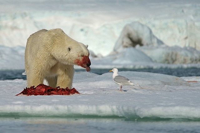 Нашествие белых медведей: на Новой Земле ввели режим ЧП