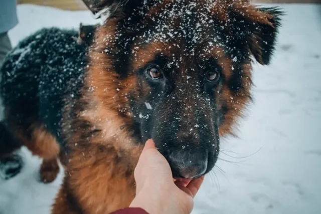 В Екатеринбурге пройдет благотворительная новогодняя акция для животных