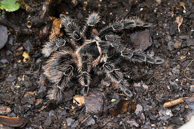 В общежитии екатеринбургского университета из террариума студентки сбежал огромный паук