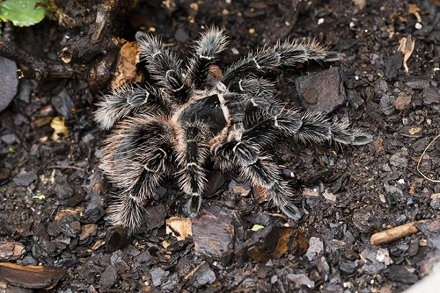 В общежитии екатеринбургского университета из террариума студентки сбежал огромный паук