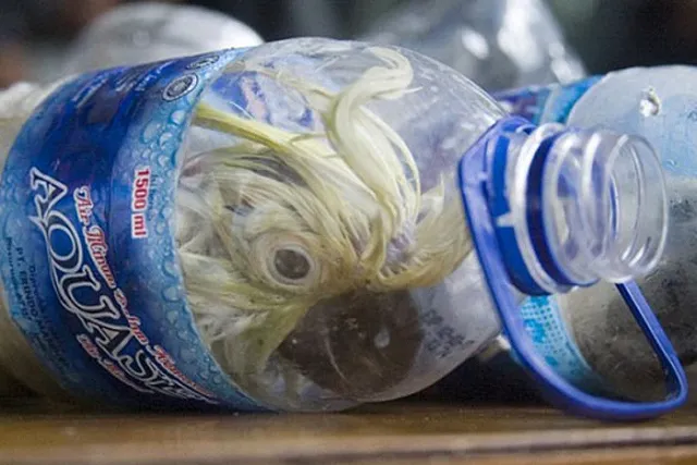 В Индонезии задержаны браконьеры за перевозку редких птиц в бутылках