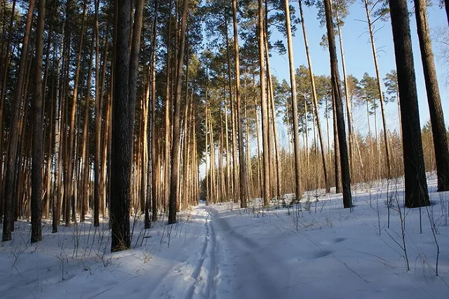 Застройщик самовольно вырубил 182 дерева на улице 8 Марта в Екатеринбурге