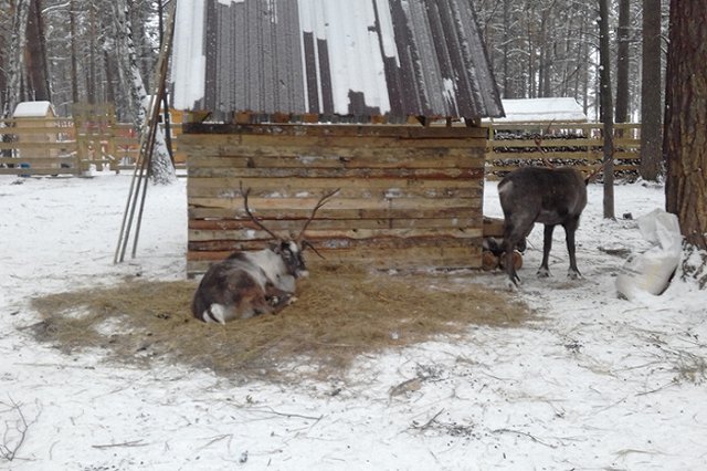Оленю из Уральской резиденции Деда Мороза поставят искусственный сустав