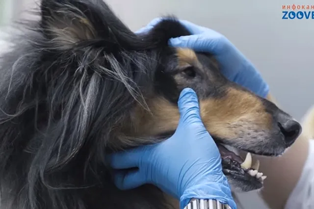 Обязательную вакцинацию домашних животных от бешенства объявили в двух районах Екатеринбурга