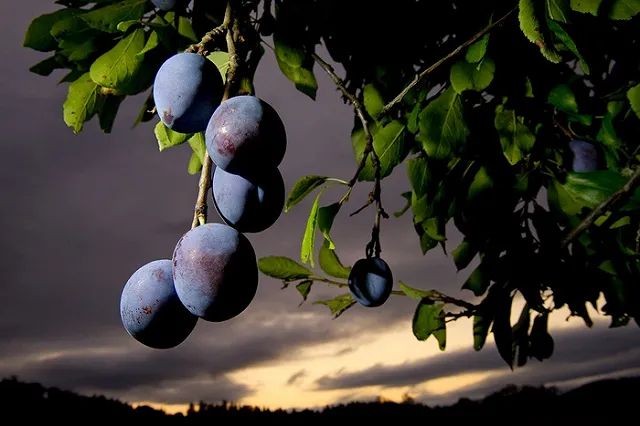 Чернослив оказался сильным лекарством от космического излучения