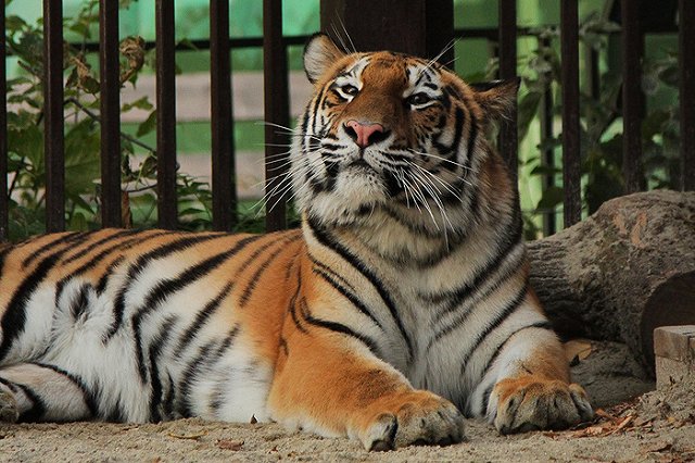 Администрация Екатеринбурга окончательно отказалась от переноса зоопарка