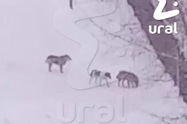 В Екатеринбурге стая бродячих собак регулярно нападает на детей