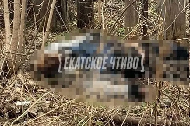 «Тело за автобусной остановкой»: возле екатеринбургских дач нашли мумию
