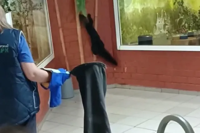 В Екатеринбургском зоопарке сбежал хищник