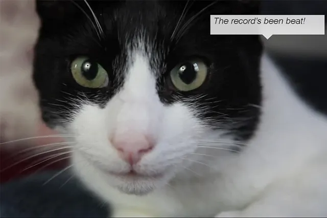 Самым громкомурчащим котом признали британского Мерлина