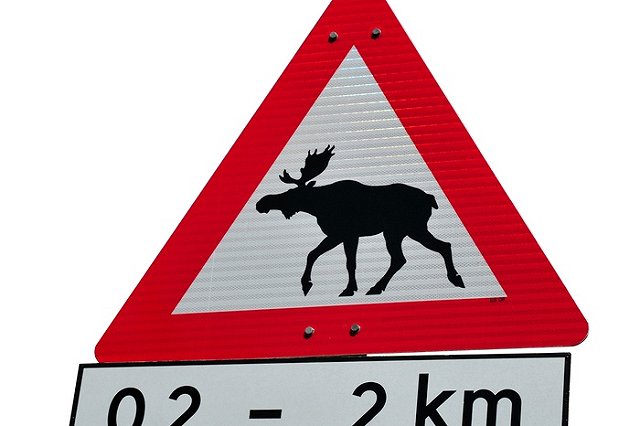 СМИ: Сотрудники ДПС разделали тушу лося, сбитого под Нижним Тагилом