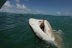 Турист не смог отсудить компенсацию за откушенную ногу