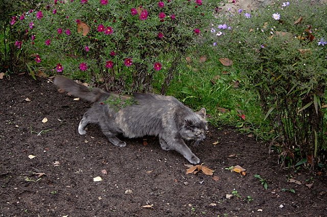 На Урале сотрудник МЧС расстрелял соседского кота
