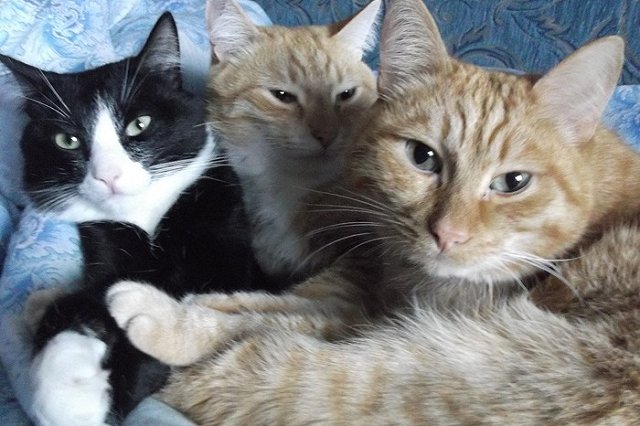 Кошки и собаки в Японии установили рекорд по продолжительности жизни