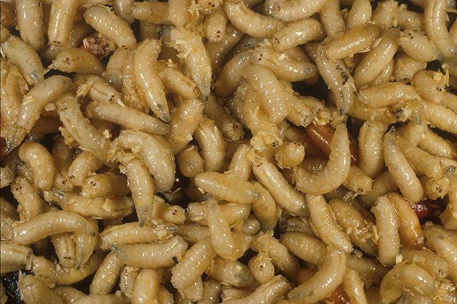 Трупные личинки поселились в петербургской пятиэтажке