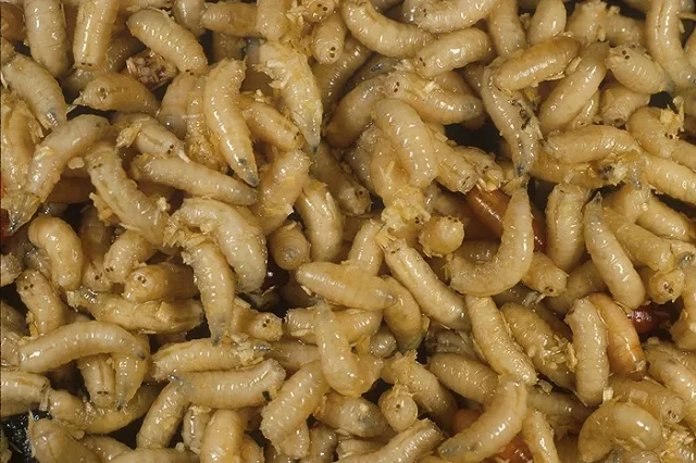 Трупные личинки поселились в петербургской пятиэтажке