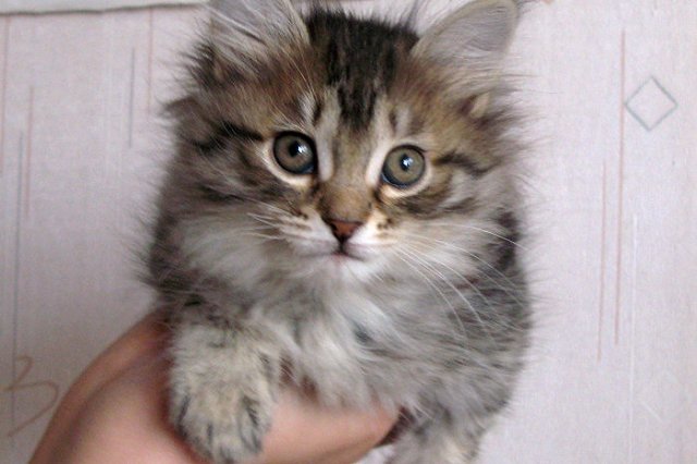 Во время сноса домов житель Плеханова убил котенка ударом об стену