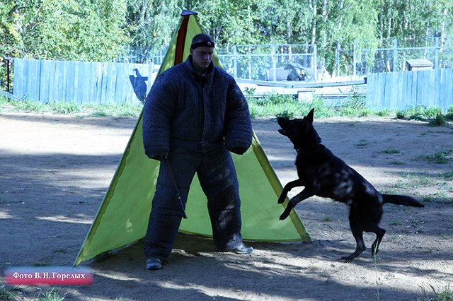 Свердловский кинолог взяла «бронзу» на чемпионате России в Новоуральске