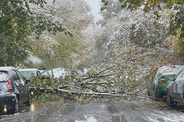 В Екатеринбурге падают ветки, даже деревья вырвало с корнем (ФОТО)