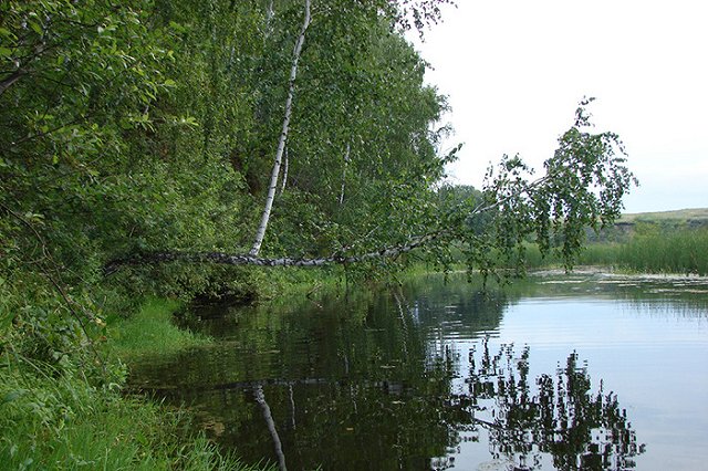Уральцы начали собирать березовый сок