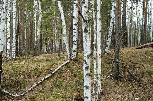 Экс-полицейский получил 8 лет за пытки задержанного в лесу в Верхней Пышме