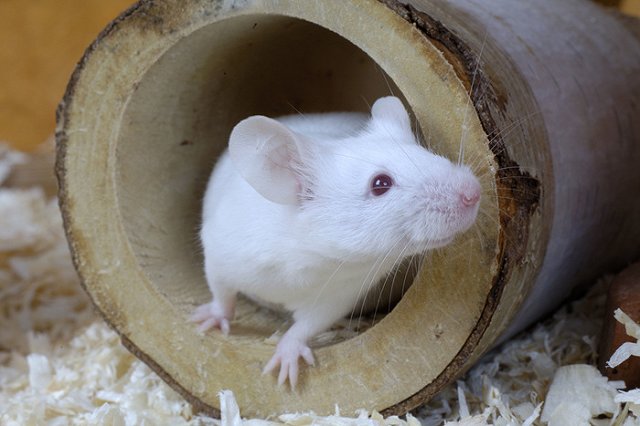 Время вспять: революционная антивозрастная таблетка продлит жизнь людей до 150