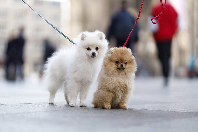 Прилетевшую из Таиланда собаку посадили на изоляцию