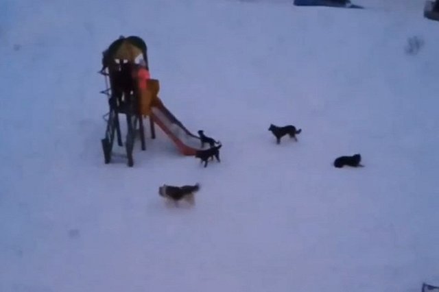 Стая бродячих собак загнала свердловских школьников на детскую горку