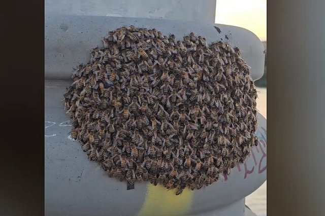 На Макаровском мосту поселился пчелиный рой