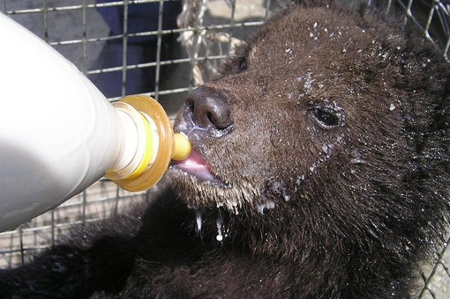 Под Зеленоградом полицейские обнаружили двух брошенных ручных медвежат