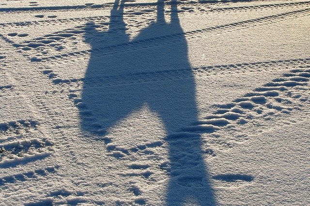 В Кольцово насмерть замерзла собака, которую бросили спешившие на рейс хозяева