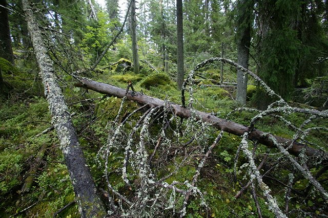 В Екатеринбурге незаконно вырубили деревья под застройку