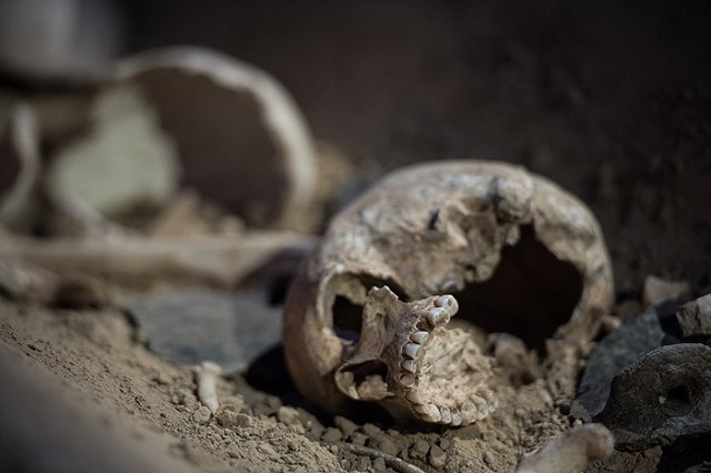 В Екатеринбурге пёс нашел череп пропавшего в феврале человека