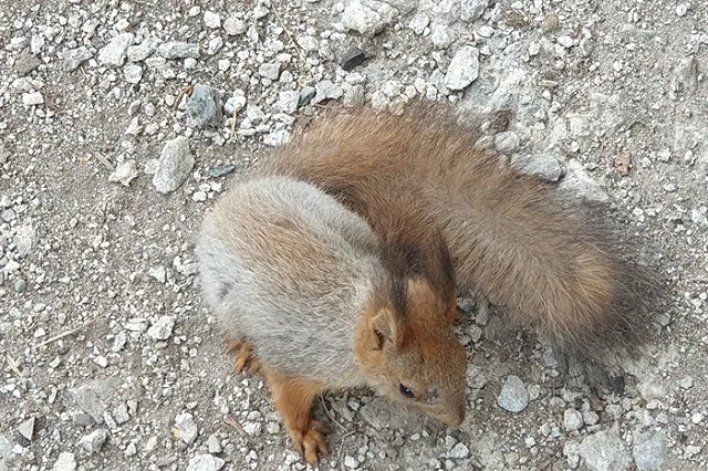 «Атомстройкомплекс» будет благоустраивать Юго-Западный лесопарк в Екатеринбурге