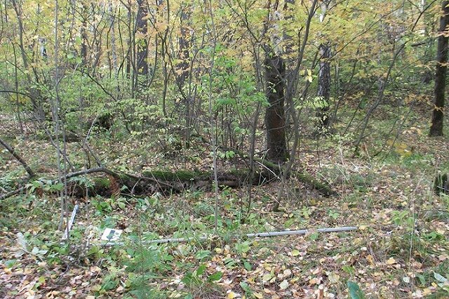 Поисковый отряд музея истории Екатеринбурга нашёл зоны захоронений жертв политических репрессий