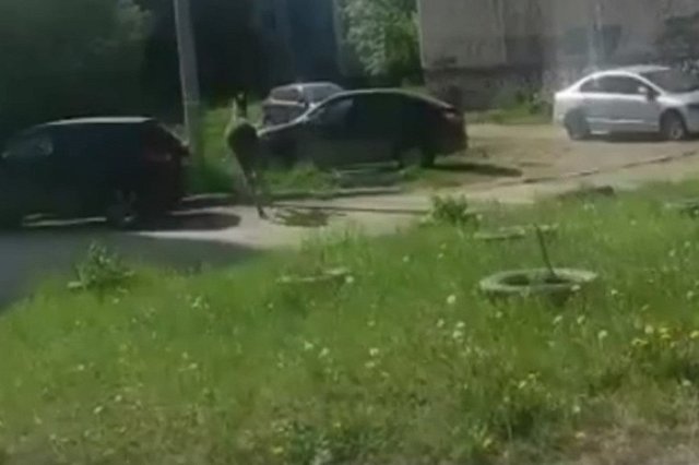 «Может погибнуть от стресса»: в Синих камнях засняли на видео лося