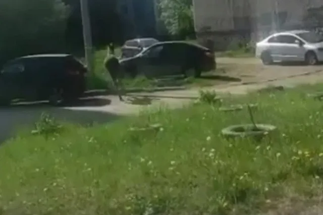 «Может погибнуть от стресса»: в Синих камнях засняли на видео лося