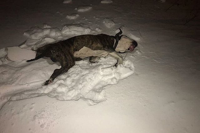 В Екатеринбурге заведено уголовное дело на мужчину, который выбросил своего пса из окна