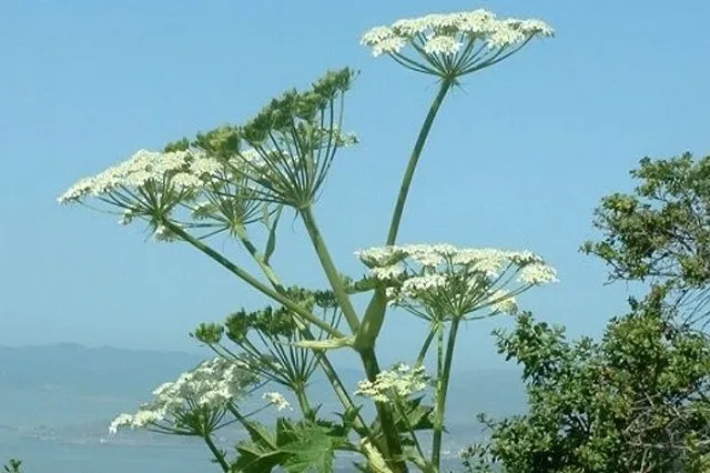 Подмосковные учёные предложили делать бумагу и сахар из борщевика