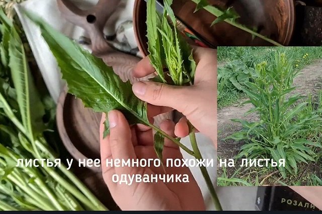 Россиянин умер, поев свербиги, собранной рядом с полем, обработанным химикатами