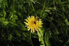 В ухе младенца вырос одуванчик