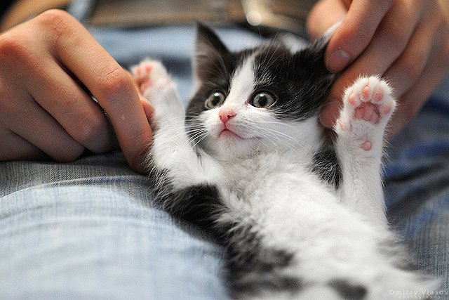 Ученые: Кошки никогда не станут лучшими друзьями человека