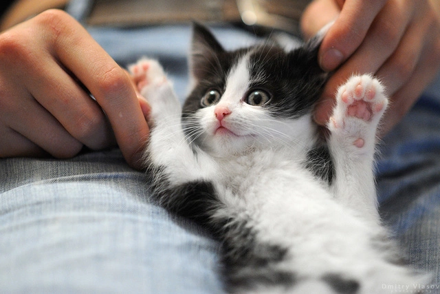 Ученые: Кошки никогда не станут лучшими друзьями человека