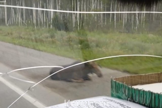 На ЕКАД иномарка сбила лося