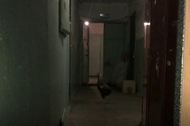 В многоэтажке Екатеринбурга обнаружили разгуливающую по подъезду курицу