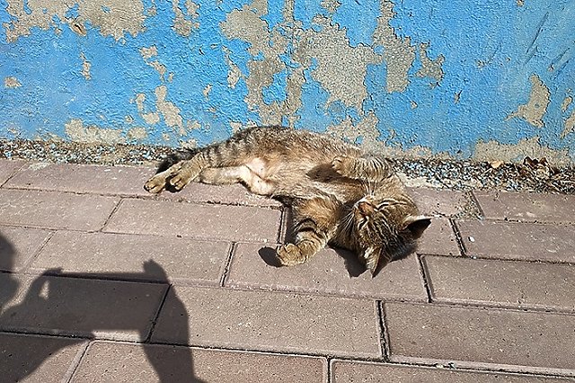 Домашний кот заболел бешенством на Урале