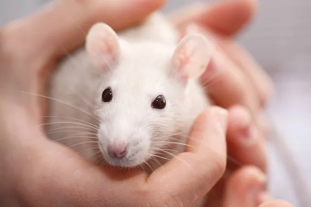 Спецслужбы теперь надеются на крыс