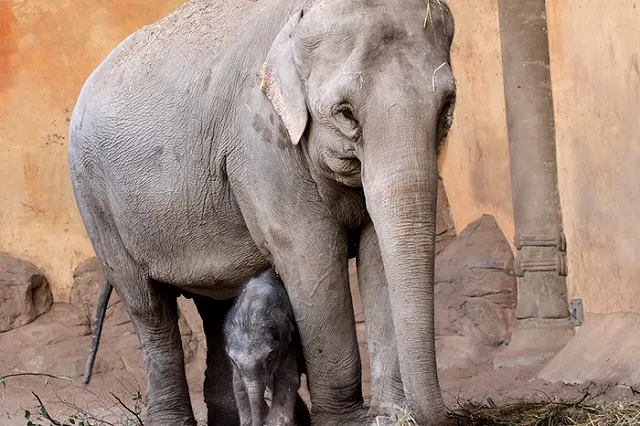 Посетители Екатеринбургского зоопарка покормят слона