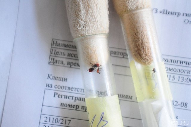 Принимать клещей на исследование в Екатеринбурге будут без выходных